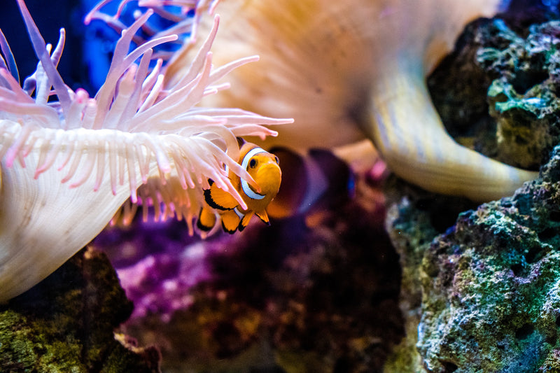 Bleach'n Life - Coral Reef Bleaching